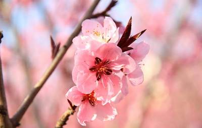 命犯桃花是什么意思？