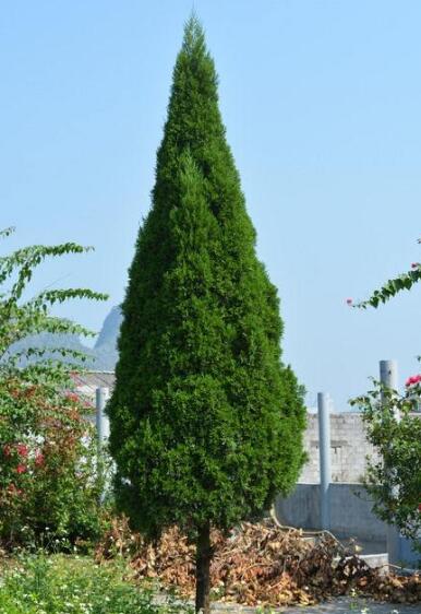 在阳宅种植柏树被寓意为不详,不适宜栽植在家户阳宅门前,所以被视为