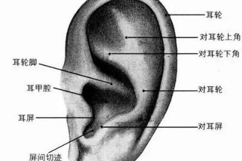 耳屏有痣图解对照表图片