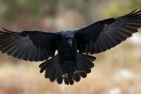 梦见黑鸟在天上飞的含义怀孕的人梦见黑鸟在天上飞,暗示了你会有生下